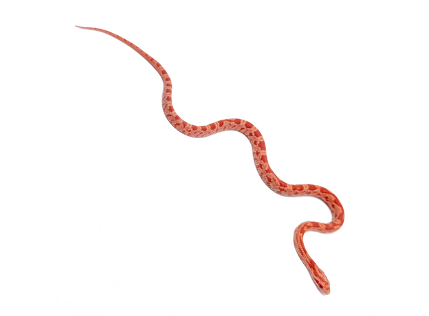 Полоз маисовый  Strawberry/  Amel