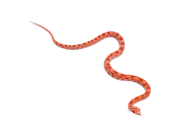 Полоз маисовый  Strawberry/  Amel