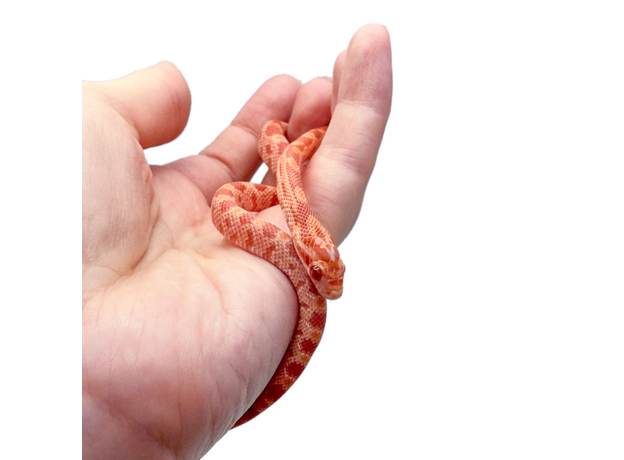 Полоз маисовый  Strawberry/  Amel