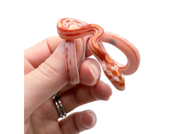 Полоз маисовый, Amel Motley Stripe