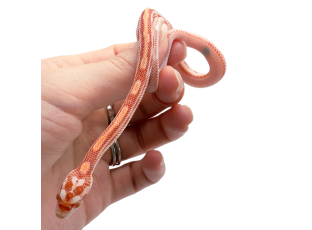 Полоз маисовый, Amel Motley Stripe