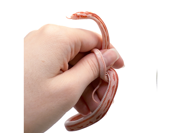 Полоз маисовый, Amel Motley Stripe