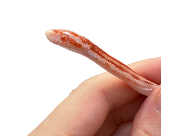 Полоз маисовый, Amel Motley Stripe