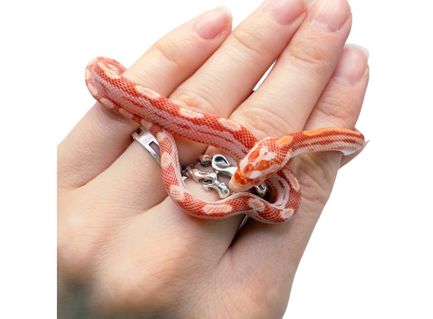 Полоз маисовый, Amel Motley Stripe