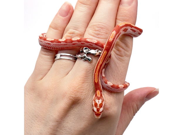 Полоз маисовый, Amel Motley Stripe