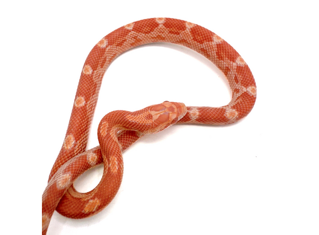 Полоз маисовый  Creamsicle/amel  motley