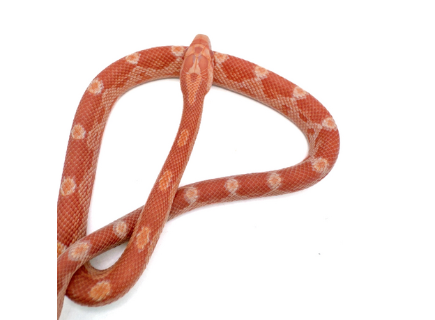 Полоз маисовый  Creamsicle/amel  motley