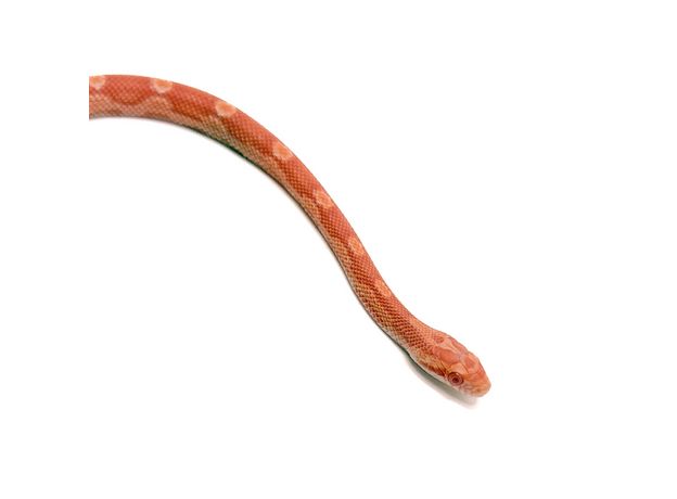 Полоз маисовый  Creamsicle/amel  motley