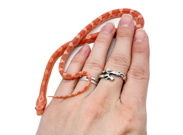 Полоз маисовый  Creamsicle/amel  motley