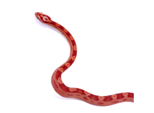 Полоз маисовый  Strawberry/  Amel Motley