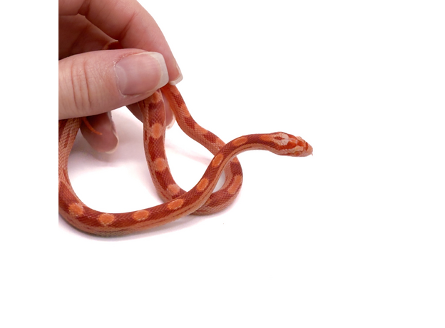 Полоз маисовый  Strawberry/  Amel Motley