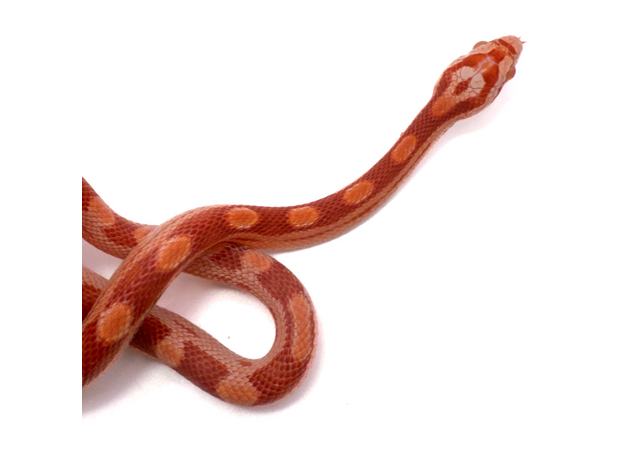 Полоз маисовый  Strawberry/  Amel Motley