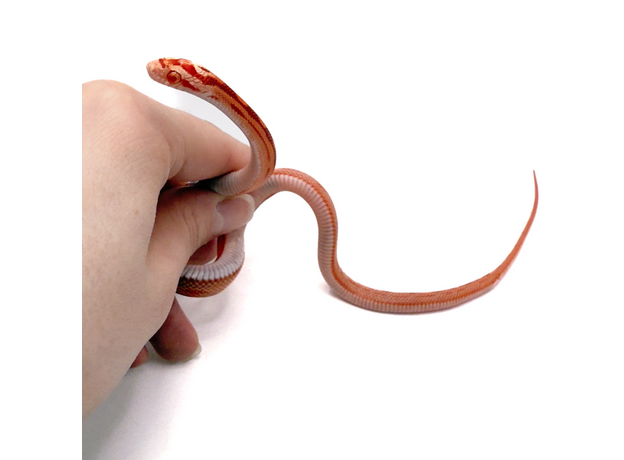 Полоз маисовый  Strawberry/  Amel Motley