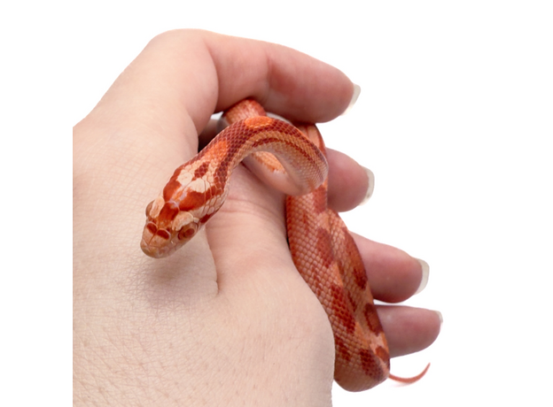 Полоз маисовый  Strawberry/  Amel Motley