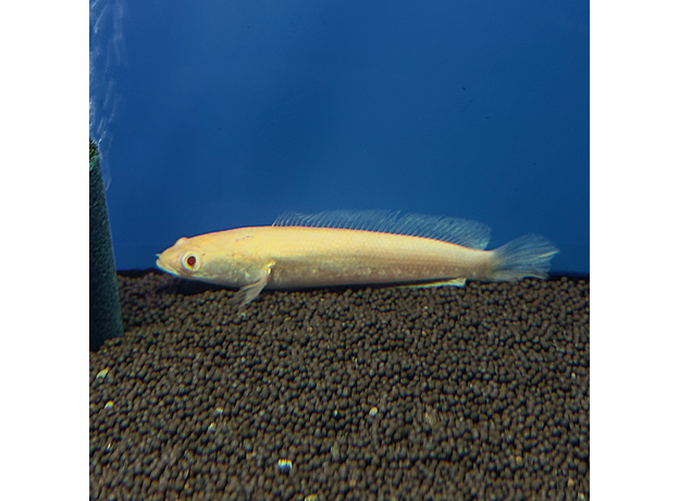 Змееголов стриата альбинос (Channa striata)