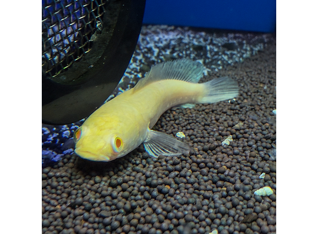 Змееголов стриата альбинос (Channa striata)