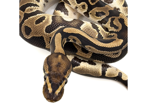 Королевский питон (Leopard het Clown)