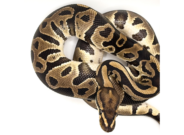 Королевский питон (Leopard het Clown)