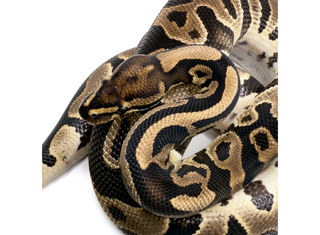 Королевский питон (Leopard het Clown)