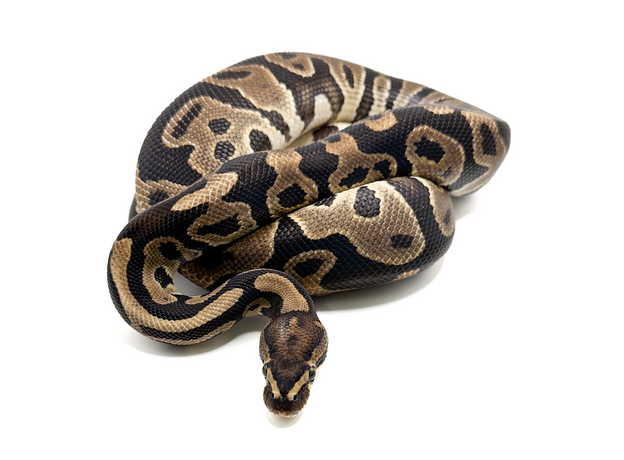 Королевский питон (Leopard het Clown)
