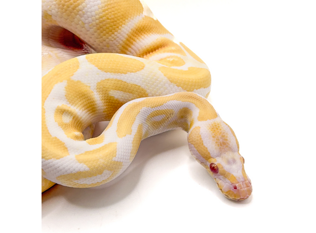 Королевский питон "Albino" , S-M (Германия)