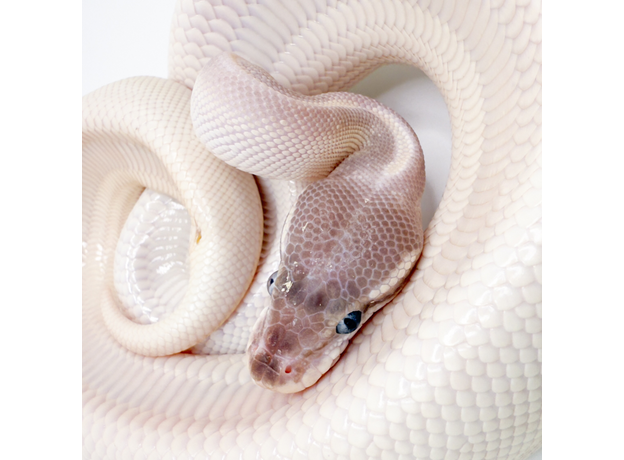 Королевский питон Super Mojave Yellow belly