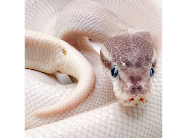 Королевский питон Super Mojave Yellow belly