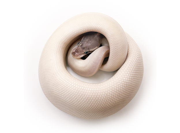 Королевский питон Super Mojave Yellow belly