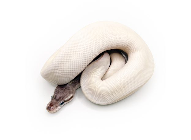 Королевский питон Super Mojave Yellow belly