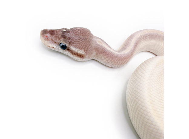 Королевский питон Super Mojave Yellow belly