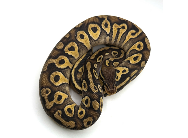 Королевский питон Bongo pastel