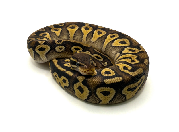 Королевский питон (Mojave Pastel), M Королевский питон (Mojave Pastel), M