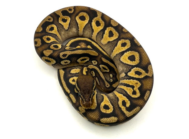 Королевский питон Bongo pastel