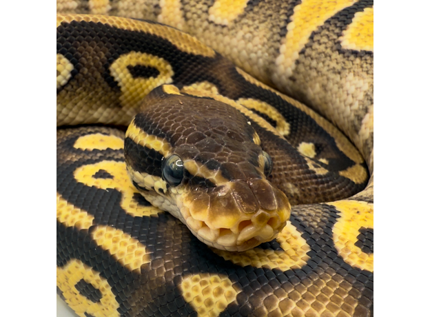 Королевский питон (Mojave Pastel), M Королевский питон (Mojave Pastel), M