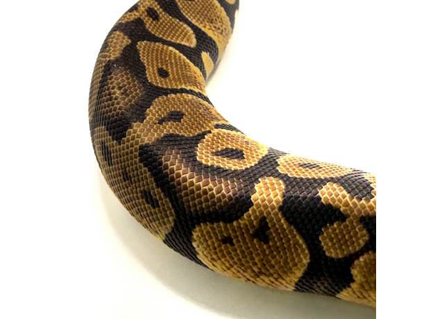 Королевский питон Super Mojave Yellow belly