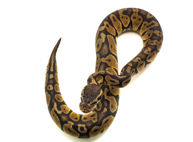 Королевский питон Bongo pastel