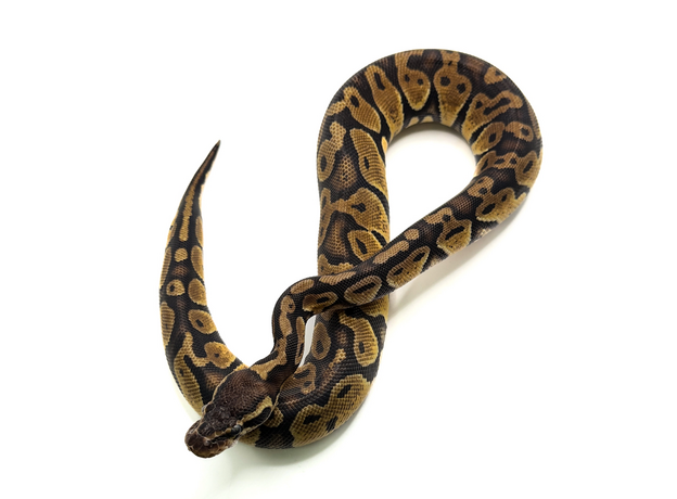 Королевский питон Super Mojave Yellow belly