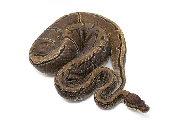 Королевский питон Pinstripe het Pied M