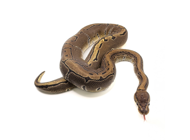 Королевский питон Pinstripe het Pied M