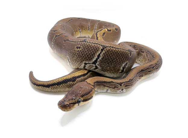 Королевский питон Pinstripe het Pied M