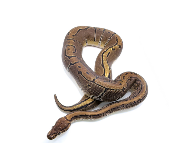Королевский питон Pinstripe het Pied M