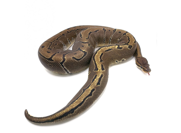 Королевский питон Pinstripe het Pied M