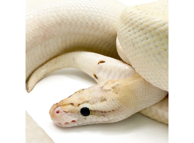 Королевский питон Puma