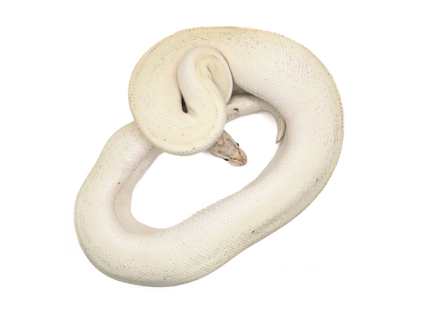 Королевский питон Puma