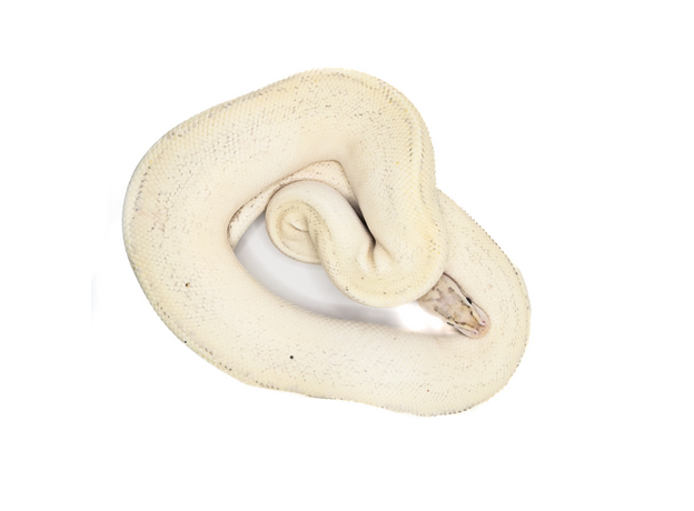 Королевский питон Puma