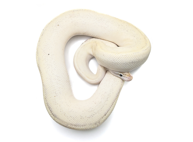 Королевский питон Puma