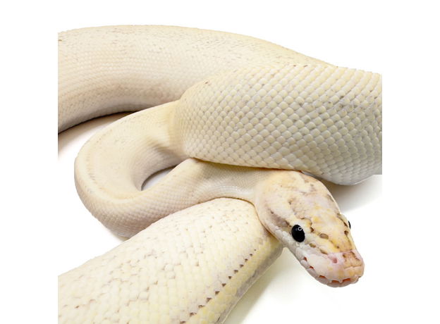 Королевский питон Puma