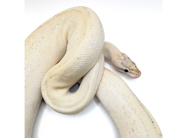 Королевский питон Puma