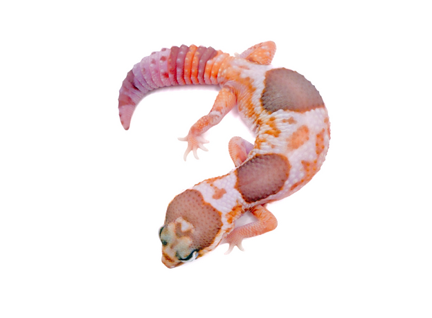 Гемитеконикс толстохвостый White Out Amel