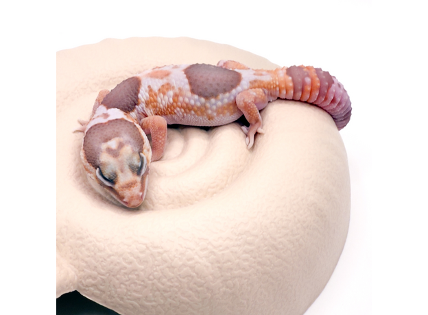 Гемитеконикс толстохвостый White Out Amel